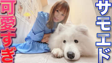中川翔子、モフモフのサモエドカフェで大興奮　愛らしい姿に視聴者「最高に癒された」