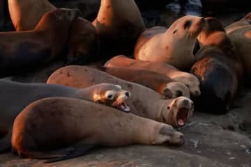 地震でアシカの群れが“パニック状態”に。居合わせたツアー客が動画を撮影「一斉に群れが…」