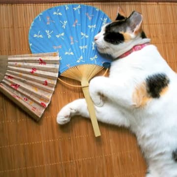猫がいる部屋の『最適温度』は？愛猫が安全、快適に過ごすための温度・湿度管理のポイント4選