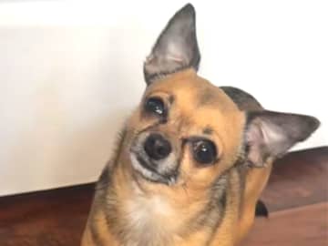 「痛いよ…」愛犬の様子がおかしい？「爆笑した」「この犬は天才」