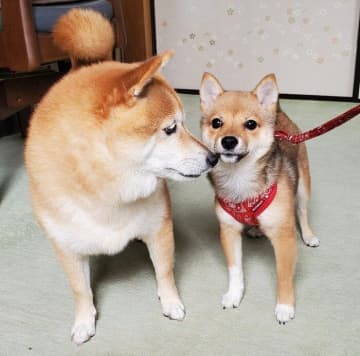 初対面はピリピリモードだった先住犬と新入り子犬→7カ月後、表情が優しくなり「仲良し姉妹犬」へと成長した姿にほっこり