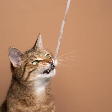 猫の命を奪いかねない『家の中にある“凶器”』4選　事故防止の対策も