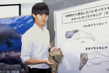 絶滅海生哺乳類化石を日本初確認　岡山理科大など研究チーム