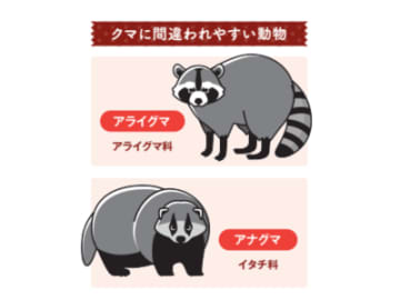 実はクマは世界に8種類しかいない！？ “クマ”とつくけどクマじゃない動物たち【眠れなくなるほど面白い 図解 クマの話】