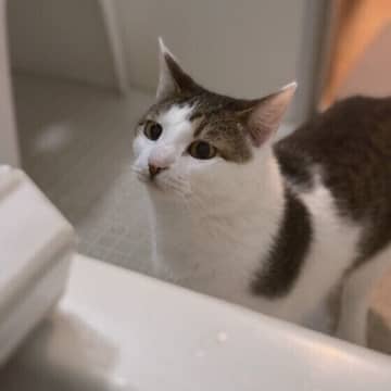 お風呂やトイレを覗きにくるのはなぜ？ 猫の不思議な行動を獣医師が解説！
