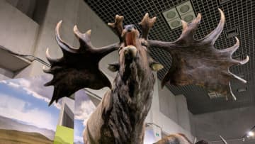 今って実は氷河時代なの？東京・上野「氷河期展」にマンモス、ネアンデルタール人、クロマニョン人が大集結