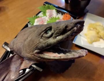 衝撃写真にネット騒然！私と結婚したらサメが食べられる…！？姿造りの主役はまさかのサメ！？結婚したら食べ放題説浮上