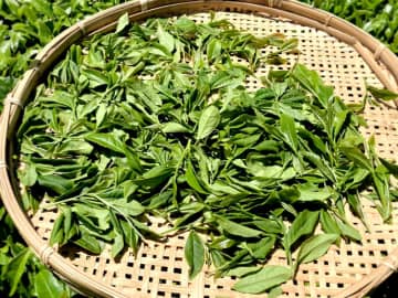 八女茶の評価分析を始動 ブランド価値訴求目指す