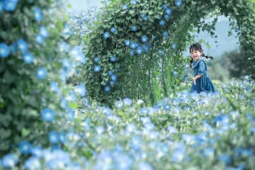 広島・世羅「フラワーヴィレッジ 花夢の里」約18万輪の西洋アサガオが咲く「ヘブンリーブルーの丘」開催