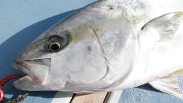 〈初心者の釣り〉“ヒラマサ”の生態／釣りシーズン／釣り方／仕掛け／食べ方【大海のスプリンター、アングラー憧れの青物の王】