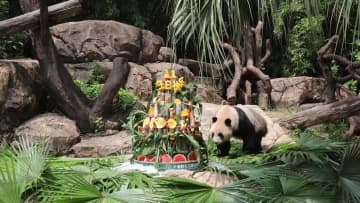 世界唯一の三つ子パンダ、11歳の誕生日　中国・広州市