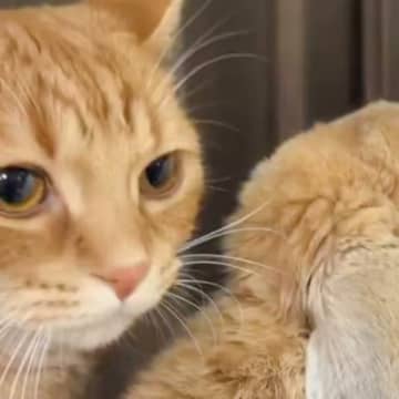 仲がいいうさぎの背後にいる猫が、次の瞬間…あまりにも尊すぎる『まさかの行動』に12万いいね「なんてステキなの」「とっても可愛い」