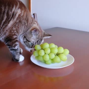 猫には毒になる『危険な食べ物』8選　うっかり誤飲してしまったときの緊急対応マニュアルも
