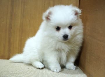 生後1カ月で出会った日本スピッツ子犬がすくすく成長中！出会って数カ月でも「もうずっと一緒にいるような感覚」