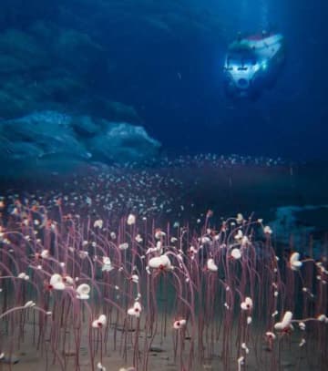 中国の深海艇「奮闘者」、1万メートルの海底で大規模生命圏を発見