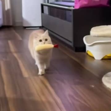 いつものようにおもちゃで遊んでいた猫が、突然……想定外すぎるリアクションに「なにごとｗｗ」「何を見たんだろうｗ」と爆笑する人が続出