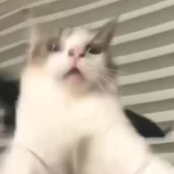 「羽ばたいていったｗｗ」猫におもちゃの羽をつけたら、次の瞬間…まさかの光景が107万再生「笑いすぎて涙出た」「鼻の穴すごいｗ」
