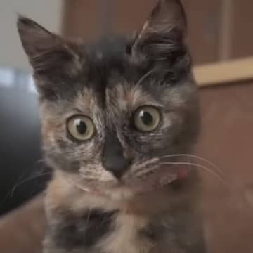 成長した元野良猫の『子猫時代』を振り返ってみた結果…つい笑っちゃうビフォーアフターが6万再生「なんかじーんときた」「てぇてぇ」