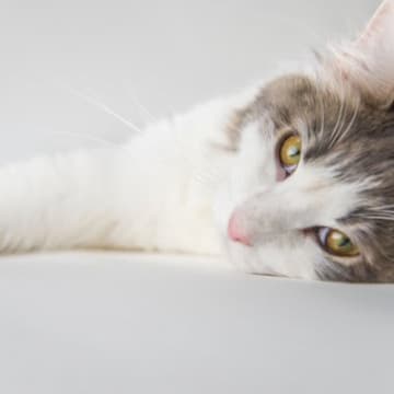 猫がひそかに『じっと我慢している』5つのこと　不満サインをキャッチして改善を！