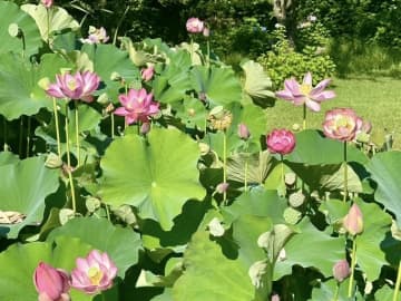 今シーズンの見ごろも好評のうちに終了｜大賀ハス園のご紹介！