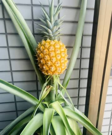 家庭栽培で生まれた奇跡の果実！4年半の努力がついに実った！ベランダに実ったパイナップルに称賛続々