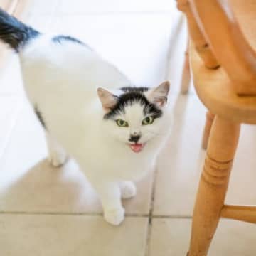 猫の飼い主による迷惑極まりない『マナー違反な行動』3選　周囲への気配りを忘れずに！