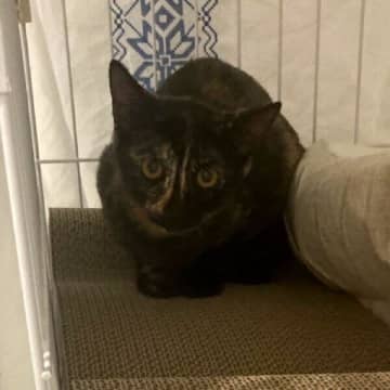 怯えてケージの隅にいた生後4カ月の保護子猫→1才になり、妹猫のお世話をする優しい猫に！　成長ビフォーアフターにほっこり