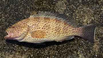 〈初心者の釣り〉“オオモンハタ”の生態／釣りシーズン／釣り方／仕掛け／食べ方【磯や船から狙える、ロックフィッシュ界の猛者】