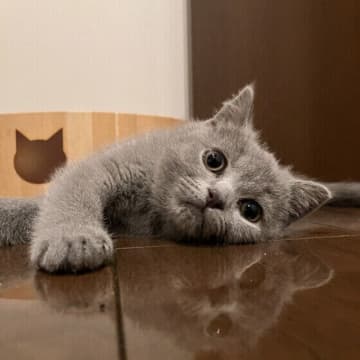 愛猫に涼める場所を！　家の中の「ひんやりスポット」の作り方を獣医師が解説　｜猫の暑さ対策