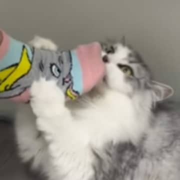 帰宅した娘の『足の匂い』に…猫が見せた『まさかのリアクション』に爆笑する人が続出「またタビ履いてるｗ」「ぜひ商品化してほしいｗ」
