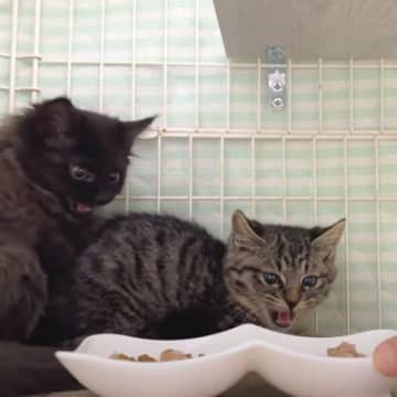 シャーシャーと威嚇していた保護子猫→6日目になると……予想外の『変化』が感動すると10万再生「おお凄い」「沢山の愛情をありがとう」