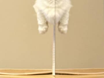 キャットタワーでくつろいでいた愛猫　飼い主が写真を撮ったら…「笑った」「志村けんかな」