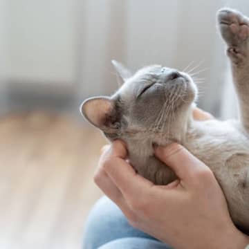 猫たちも思わずうっとり？猫に『喜ばれる話し方』のコツ3選　“猫なで声”は本当に効く？