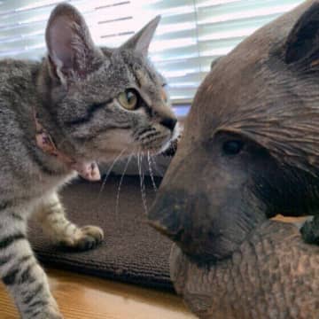 猫の「くんくん」しぐさは、安全確認のため？　専門家が猫の気持ちを解説します