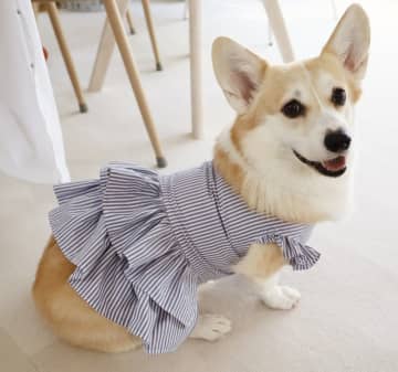 コーギー×手作りフリル服＝最強！処分寸前のシャツがまさかの大活躍！GUリメイクで完成した映えワンコ服が尊いレベル