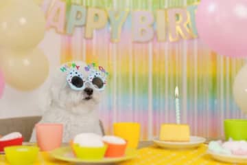 【愛犬の誕生日を祝う頻度】「祝ったことはない」「祝ったり祝わなかったり」を抑え、圧倒的1位だったのは？（エイト調べ）