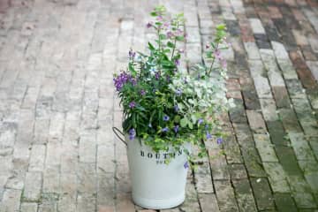 【ガーデニング】初心者でも上手に作れる！ ブルー、パープルで涼しげな「夏の寄せ植え」