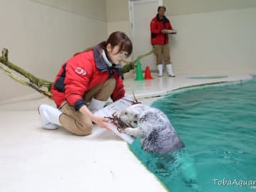 「さすが伊勢志摩のアイドル」鳥羽水族館が発表した“任メイのお知らせ”にSNSでは祝福の声続々！