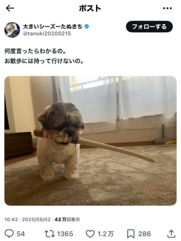 SNSに現れた“ふて顔の武士犬”が話題。「めっちゃ武士顔」なのに全く威圧感がないギャップに悶絶。