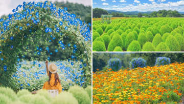 【広島にNew花畑絶景！】新しい夏色に出逢えるフォトスポット「ヘブンリーブルーの丘」｜Flower village 花夢の里