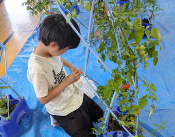 愛媛の小学校にトマト寄贈 “植育”から食育を カゴメ