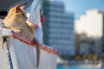 マルタで猫を連続虐殺した容疑で日本人を逮捕。罪を認める
