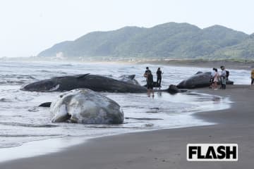 【海岸には腐敗臭】千葉・館山にマッコウクジラ4頭漂着…歯を死体から切り取る人たちの「意外な目的」とは