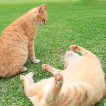 ケンカ中、猫が『お腹を見せる』のは“降参”とは真逆の意味だった！実はやる気満々な本当の理由