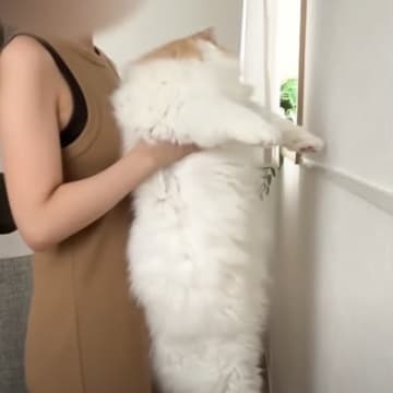 『賢さがわかる』猫壁チャレンジに犬と猫が挑戦した結果…微笑ましい光景に癒される人が続出「可愛い以外の言葉が見つからないｗ」