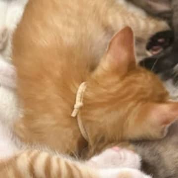 5匹の子猫が股の間で……飼い主さんが思わず自慢したくなった『たまらない光景』に「うらやましすぎる」「場所変わってください」と羨望の声