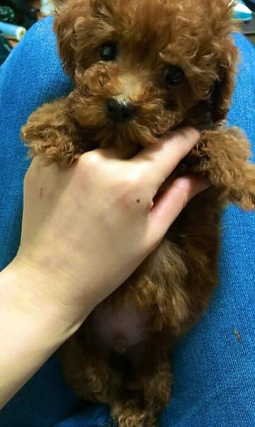 先住犬にも愛された生後2カ月のトイ・プードル子犬が、約7年で立派な“お兄ちゃん”に成長！「今では大切な家族」に