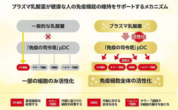 熱中症と免疫ケアの意外な関係とは？ プラズマ乳酸菌が高温化で免疫細胞の鈍化を抑制【キリンの最新研究】