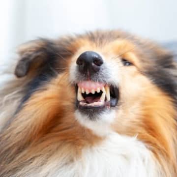 犬が『絶対嫌』と言っているときにみせるサイン5選　拒否や不満をアピールしているときの態度とは？