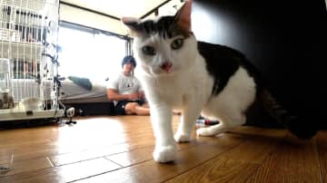 青木マッチョ「こんなに好きなんだけどなぁ…」おかっぱ頭の保護猫・ムサシとの二転三転する関係性に困惑…願いは届くのか？